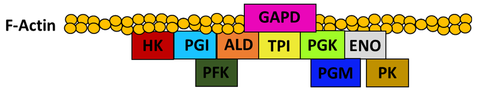 Glycolytic metabolon of yeast